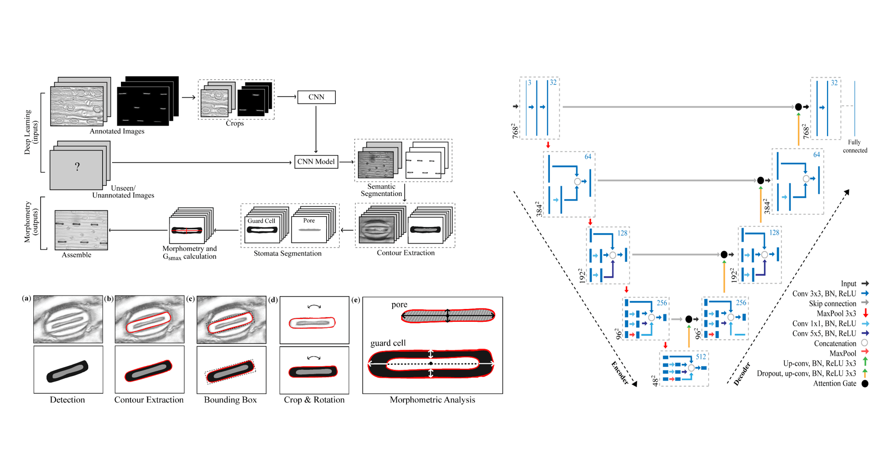 Deep Convolutional Architectures for Automated Stomatal Pattern Recognition