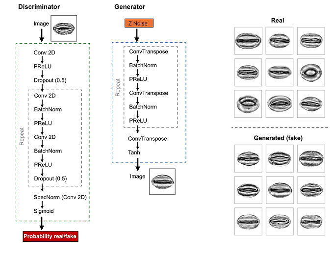 StomaGAN: Generative Adversarial Networks for Stomatal Image Enhancement