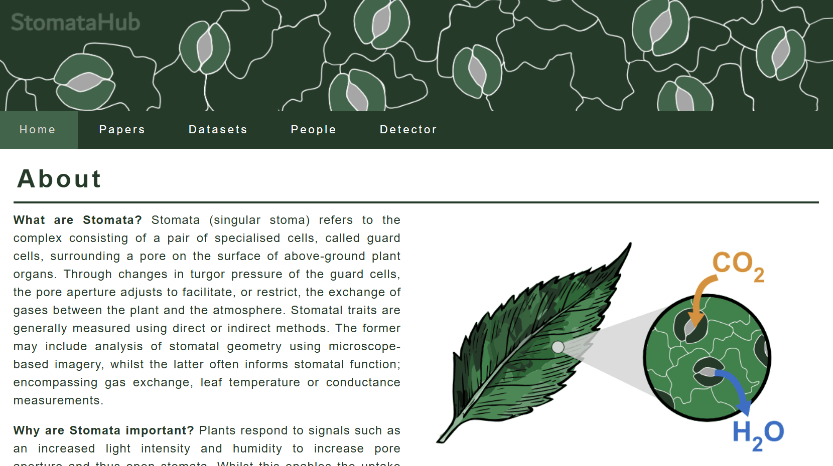 StomataHub: Collaborative Intelligence Platform for Stomatal Research